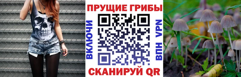 наркошоп Балабаново Псилоцибиновые грибы Psilocybe